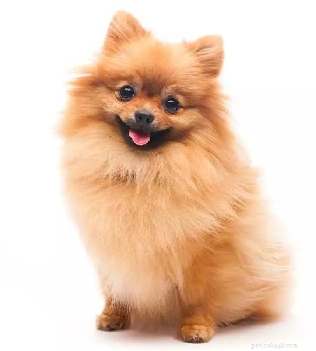 Yoranian Dog Breed Profile: Size, Care, and Traits