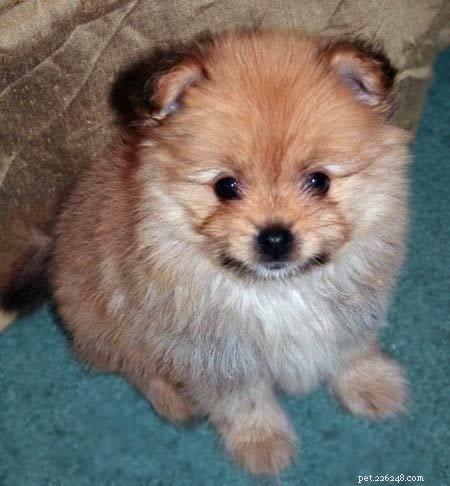 Yoranian Dog Breed Profile: Size, Care, and Traits