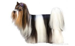 Biewer Terrier: Complete Breed Profile & Care Guide