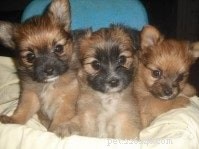 Yoranian Dog Breed Profile: Size, Care, and Traits