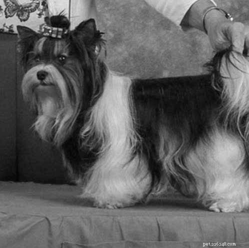 Yoranian Dog Breed Profile: Size, Care, and Traits