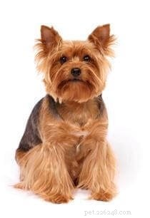 Yoranian Dog Breed Profile: Size, Care, and Traits