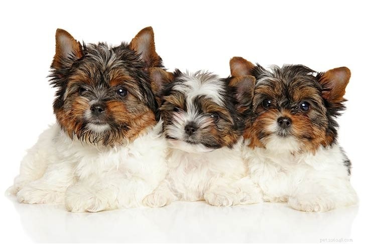 Biewer Terrier: Complete Breed Profile & Care Guide
