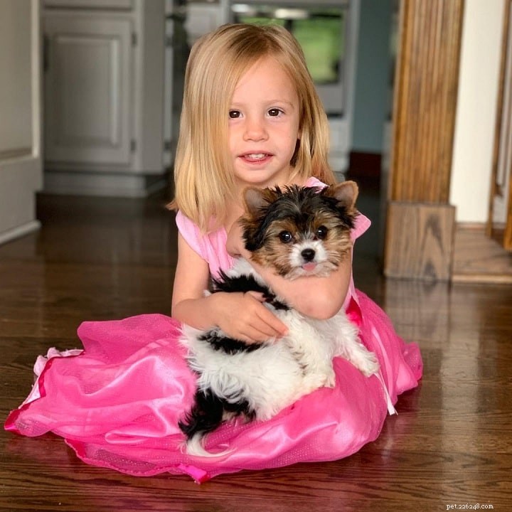 Biewer Terrier: Complete Breed Profile & Care Guide