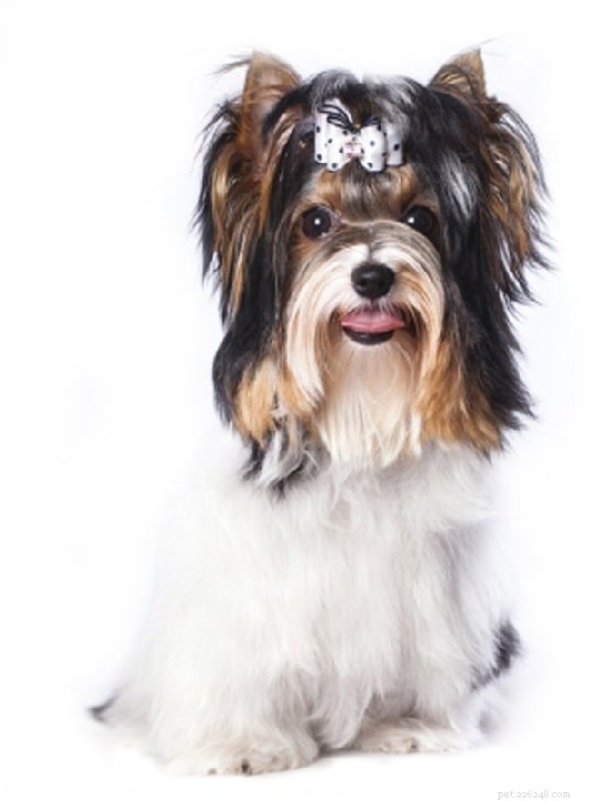 Biewer Terrier: Complete Breed Profile & Care Guide