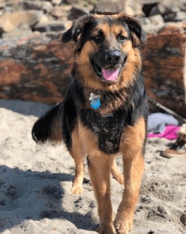 Discover the Best German Shepherd Mix Breeds and Their Unique Traits