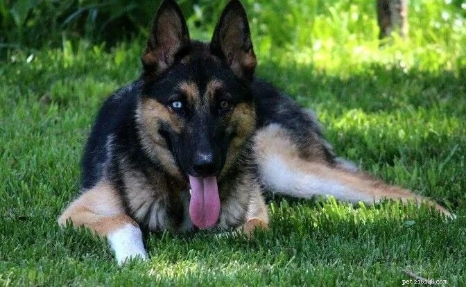 Discover the Best German Shepherd Mix Breeds and Their Unique Traits