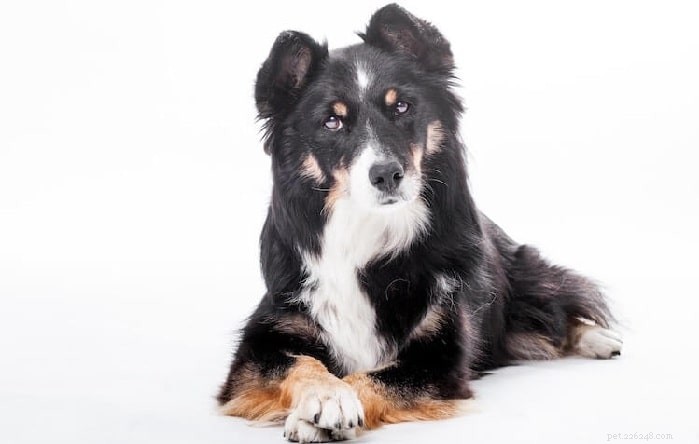 Discover the Best German Shepherd Mix Breeds and Their Unique Traits