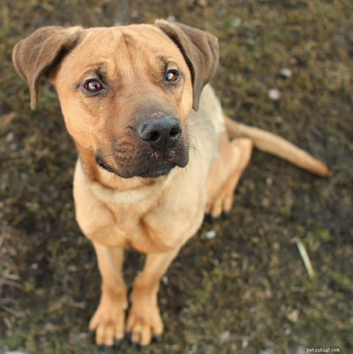 Discover the Best German Shepherd Mix Breeds and Their Unique Traits