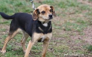 Discover the Best Chihuahua Mix Breeds and Their Traits