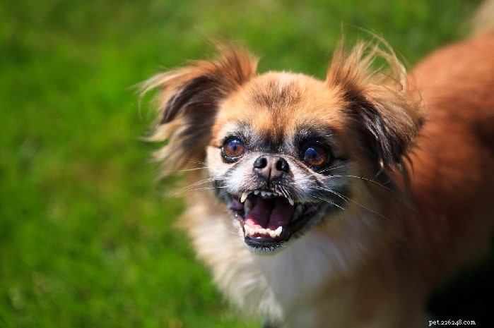 Discover the Best Chihuahua Mix Breeds and Their Traits