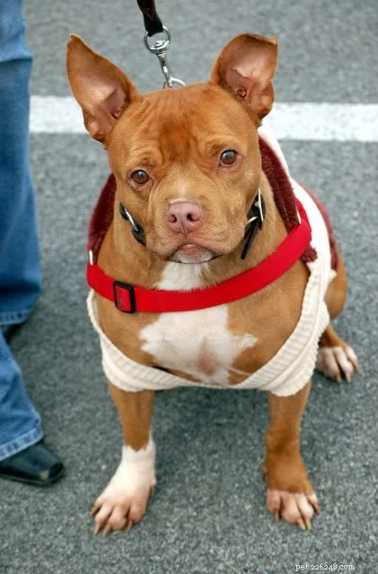ChiPit: Your Guide to the Pitbull-Chihuahua Mix – Traits, Care & Family Companion