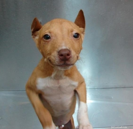 ChiPit: Your Guide to the Pitbull-Chihuahua Mix – Traits, Care & Family Companion