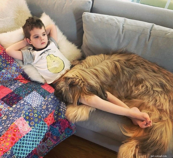 Briard Dog Breed Overview: Origin, Traits, and Care