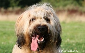 Briard Dog Breed Overview: Origin, Traits, and Care