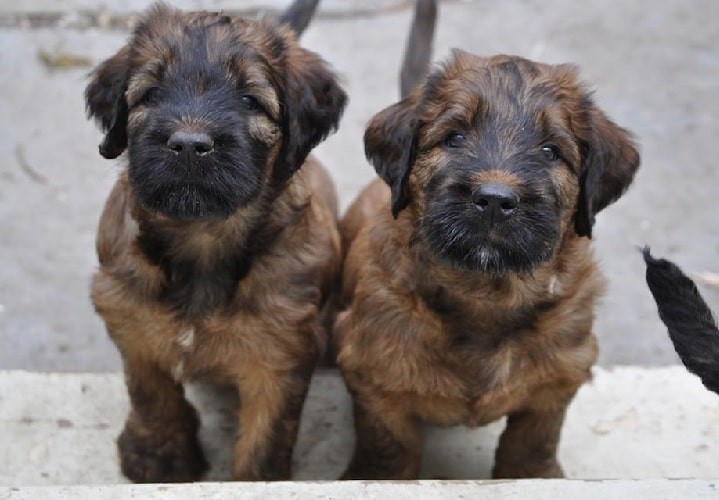 Briard Dog Breed Overview: Origin, Traits, and Care
