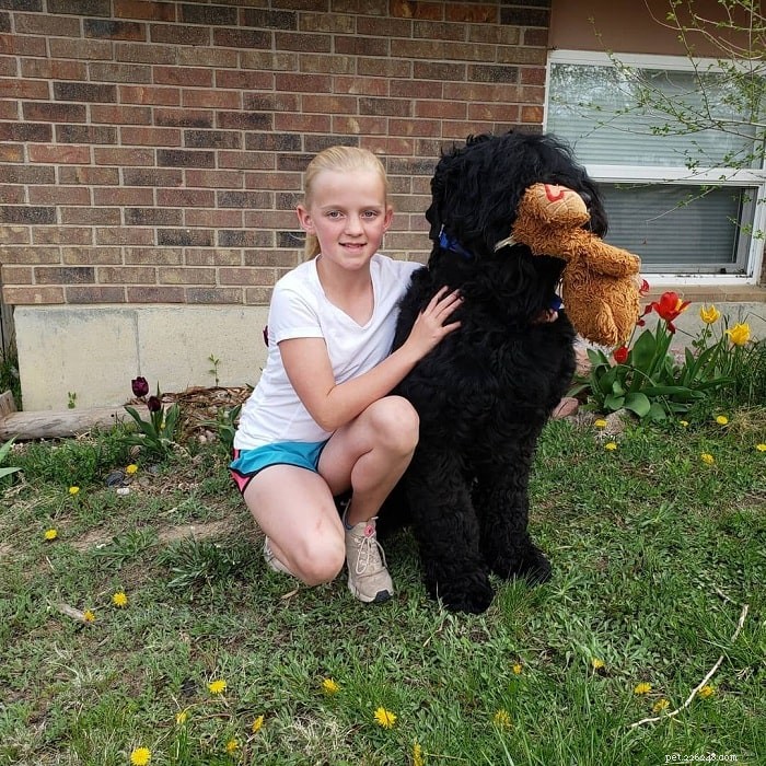Black Russian Terrier: Complete Breed Profile & Care Guide
