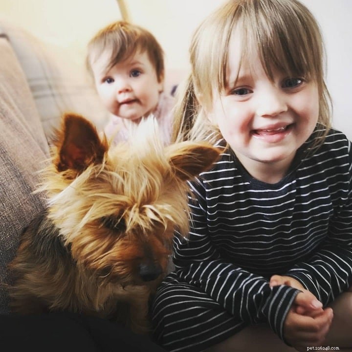 Yorkshire Terrier Breed Guide: Origin, Features & Care
