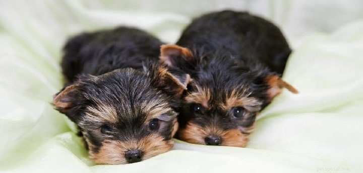 Yorkshire Terrier Breed Guide: Origin, Features & Care