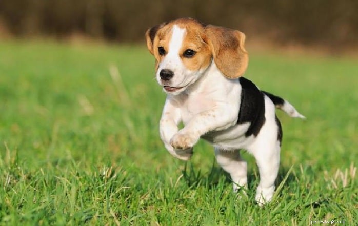 Beagle Dog Breed Guide: Origins, Traits & Care Tips