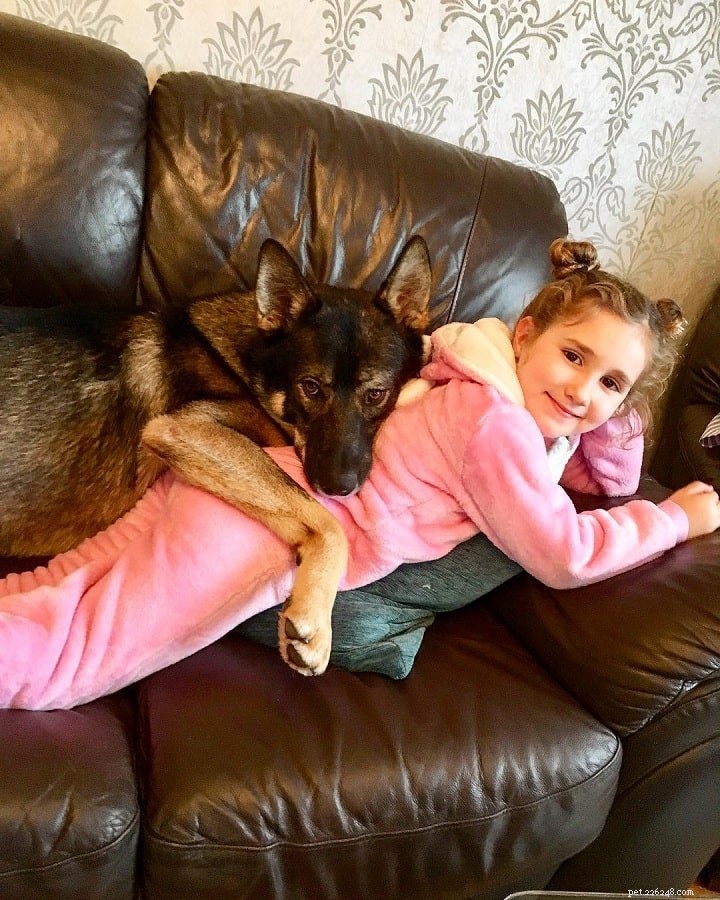 Gerberian Shepsky: The Powerful German Shepherd‑Husky Mix – Breed Facts & Care Guide