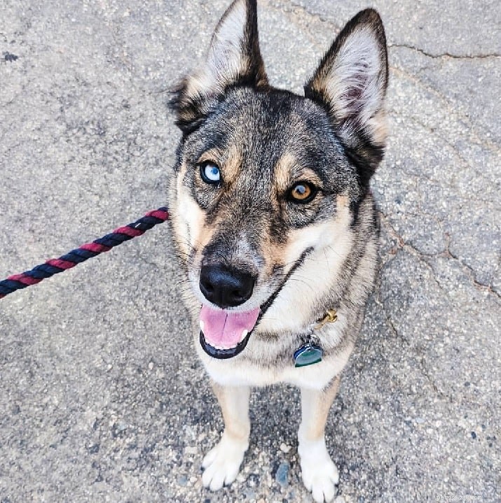Gerberian Shepsky: The Powerful German Shepherd‑Husky Mix – Breed Facts & Care Guide