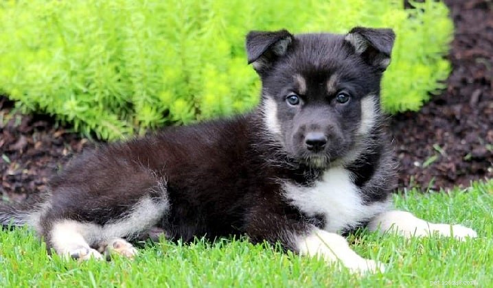 Gerberian Shepsky: The Powerful German Shepherd‑Husky Mix – Breed Facts & Care Guide