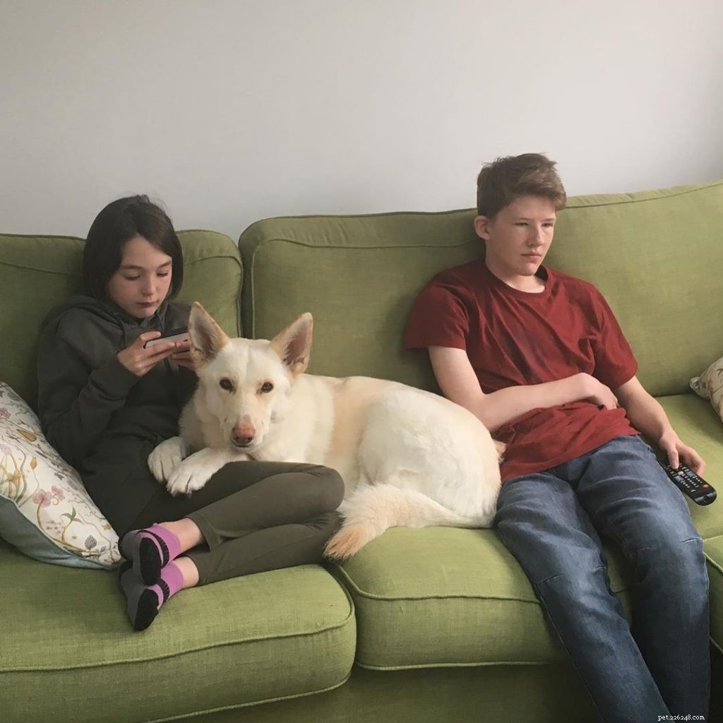 American White Shepherd: Key Facts & Care Guide