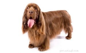 Sussex Spaniel: Comprehensive Breed Profile & Care Guide
