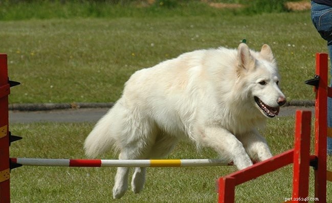 American White Shepherd: Key Facts & Care Guide