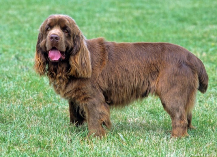 Sussex Spaniel: Comprehensive Breed Profile & Care Guide