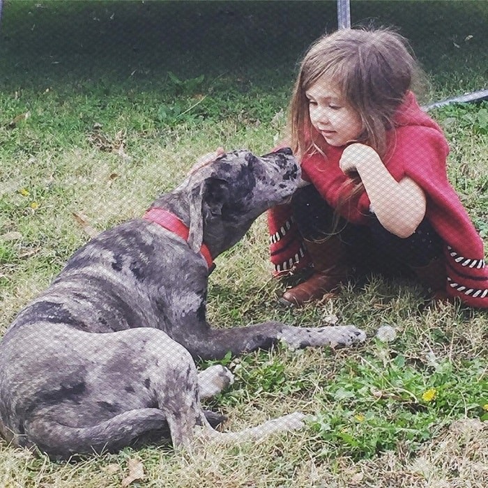 Daniff: A Guide to the Great Dane-Mastiff Mix – Size, Care, and Characteristics