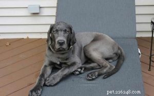 Daniff: A Guide to the Great Dane-Mastiff Mix – Size, Care, and Characteristics