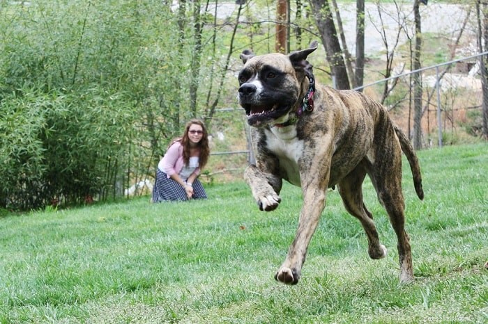 Daniff: A Guide to the Great Dane-Mastiff Mix – Size, Care, and Characteristics