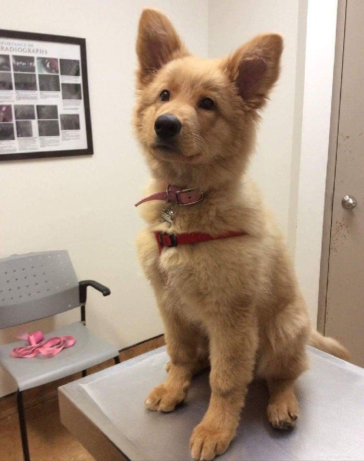 Golden Shepherd: A Complete Guide to the Golden Retriever & German Shepherd Mix