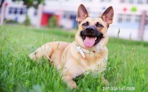 Golden Shepherd: A Complete Guide to the Golden Retriever & German Shepherd Mix