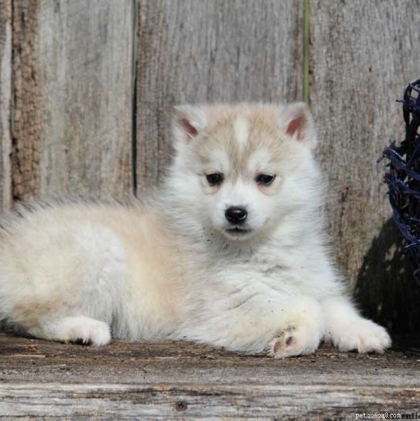Huskimo Dog Breed: Characteristics, Care, and Family Companion Guide