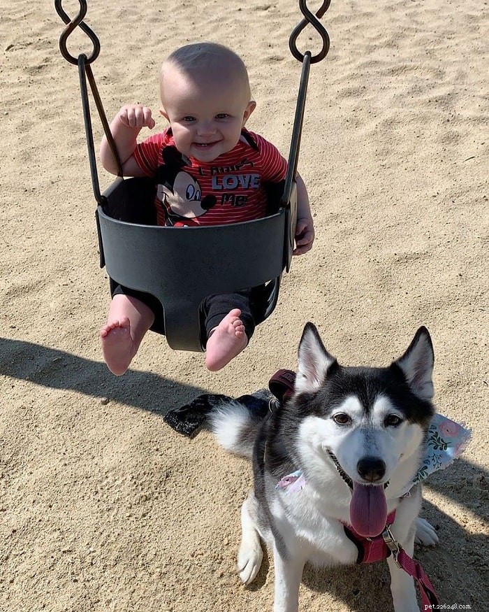 Huskimo Dog Breed: Characteristics, Care, and Family Companion Guide