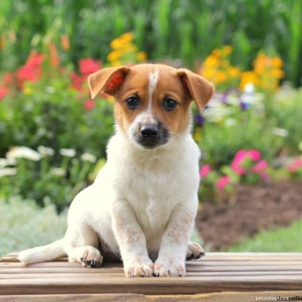 Jackabee Dog Breed: Jack Russell Terrier & Beagle Mix – Characteristics & Care