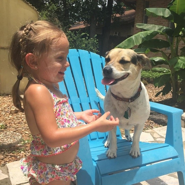 Jackabee Dog Breed: Jack Russell Terrier & Beagle Mix – Characteristics & Care