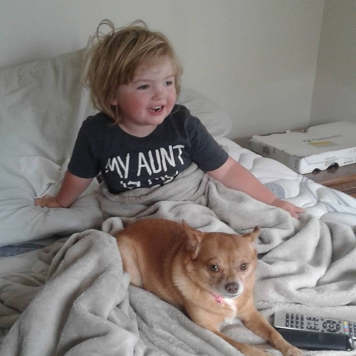 Pomchi (Pomeranian-Chihuahua Mix): Key Breed Facts & Care Guide