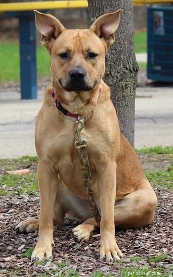 German Shepherd-Pitbull Mix: Traits, Care, and Family Companion Guide