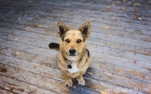 German Shepherd & Corgi Mix – Breed Overview & Care Guide