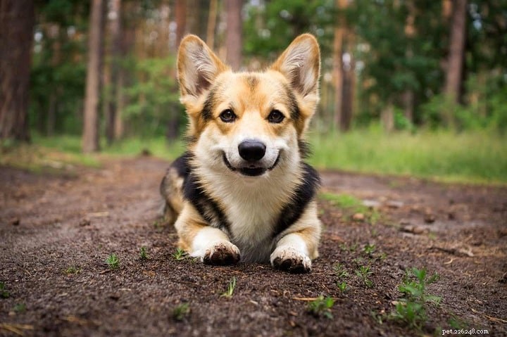 German Shepherd & Corgi Mix – Breed Overview & Care Guide