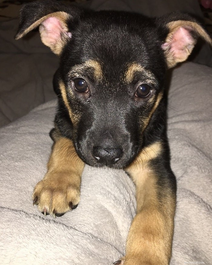 German Shepherd-Pitbull Mix: Traits, Care, and Family Companion Guide