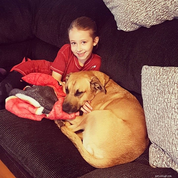 German Shepherd-Pitbull Mix: Traits, Care, and Family Companion Guide