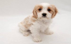 Cavachon Dog Breed Overview: Size, Temperament, Lifespan & Care Tips