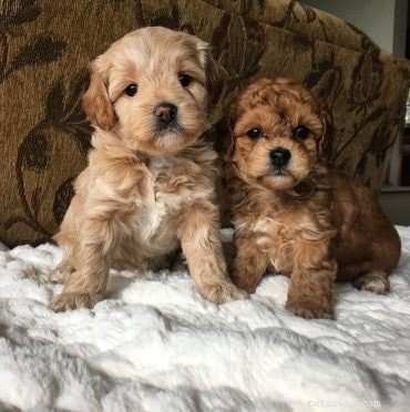 Cavachon Dog Breed Overview: Size, Temperament, Lifespan & Care Tips