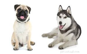 Husky-Pug Mix (Hug): Complete Breed Guide & Care Tips
