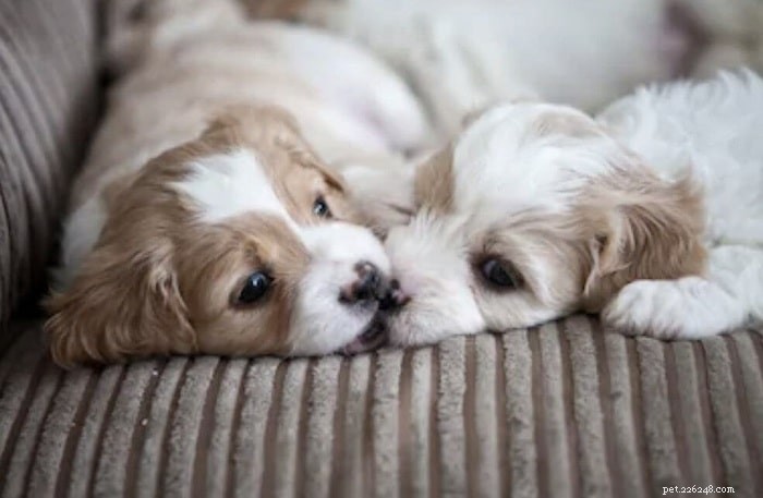 Cavachon Dog Breed Overview: Size, Temperament, Lifespan & Care Tips
